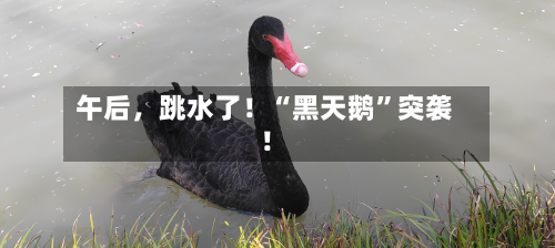 午后，跳水了！“黑天鹅”突袭！-第2张图片