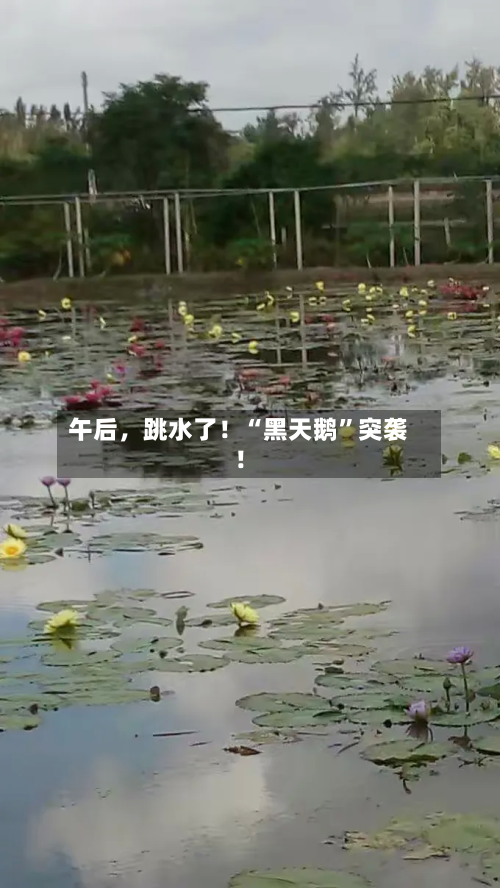 午后，跳水了！“黑天鹅”突袭！-第1张图片
