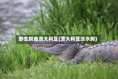 野生鳄鱼澳大利亚(澳大利亚淡水鳄)