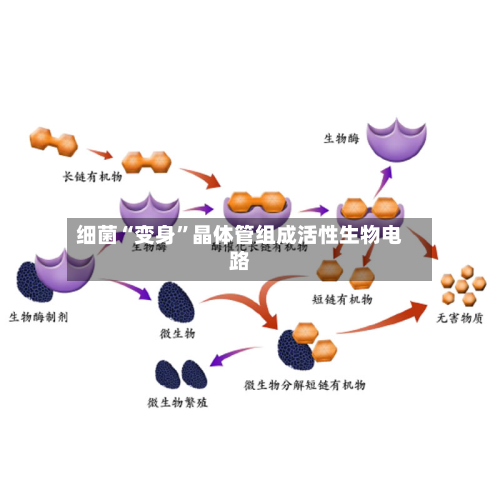 细菌“变身	”晶体管组成活性生物电路-第2张图片