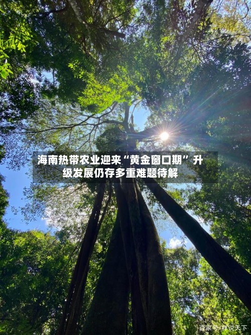 海南热带农业迎来“黄金窗口期	” 升级发展仍存多重难题待解-第3张图片