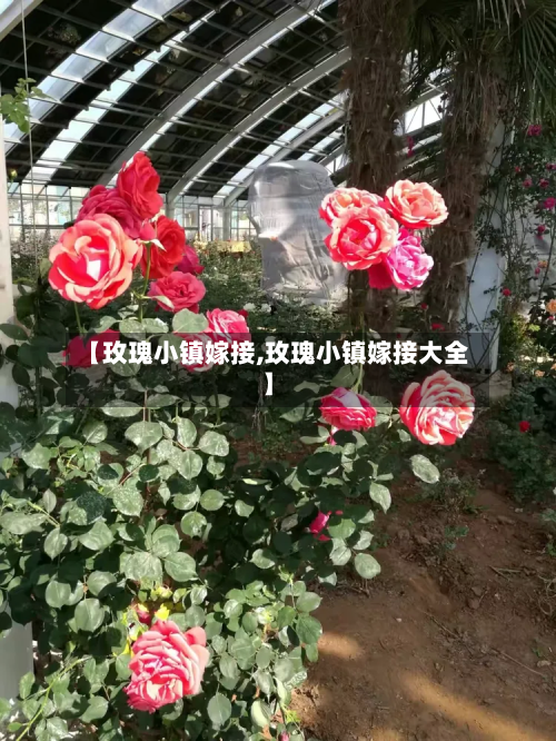 【玫瑰小镇嫁接,玫瑰小镇嫁接大全】