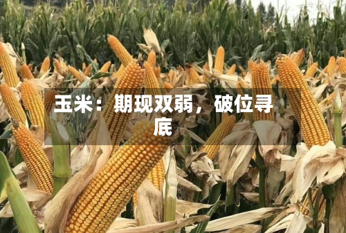玉米：期现双弱，破位寻底-第1张图片