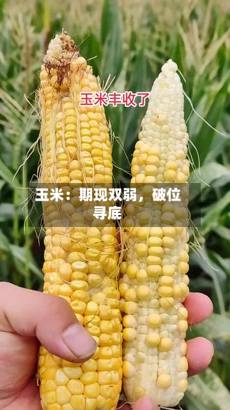 玉米：期现双弱，破位寻底-第2张图片