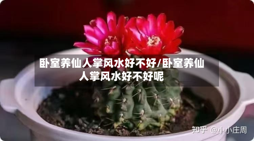 卧室养仙人掌风水好不好/卧室养仙人掌风水好不好呢
